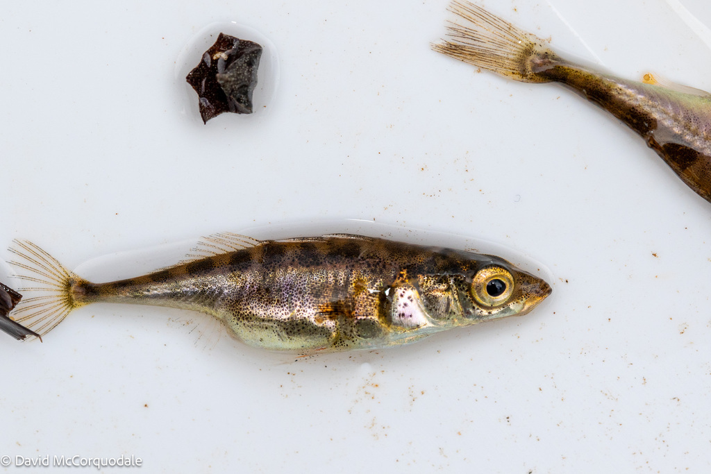 Barnstickle (Gasterosteus wheatlandi) — Gasterosteidae