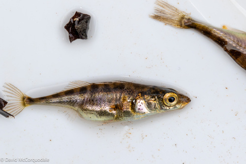 Barnstickle (Gasterosteus wheatlandi) — Gasterosteidae