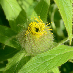 Inula hookeri