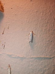 Myelois circumvoluta