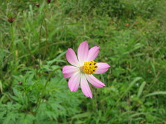 Cosmos caudatus