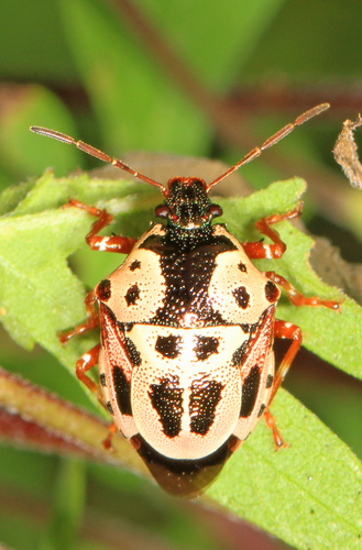 Anchor Stink Bug photo 3