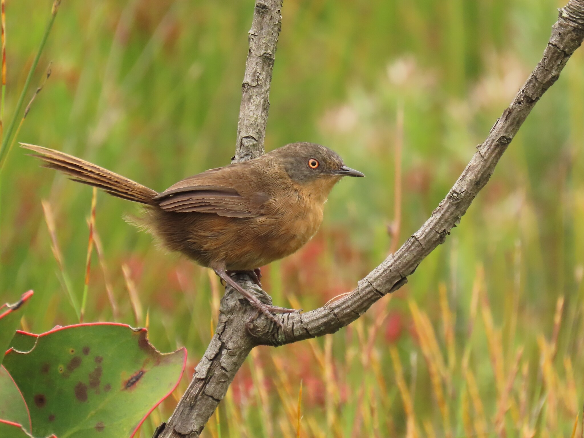 Victorin's Warbler (Cryptillas victorini), photo 2