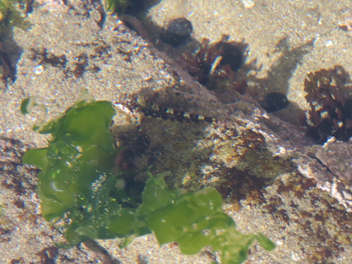 Chilean triplefin (Helcogrammoides chilensis) — Tripterygiidae — 4