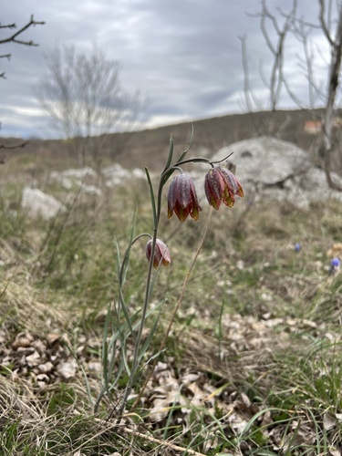 Fritillaria montana photographed in Bosnia and Herzegovina