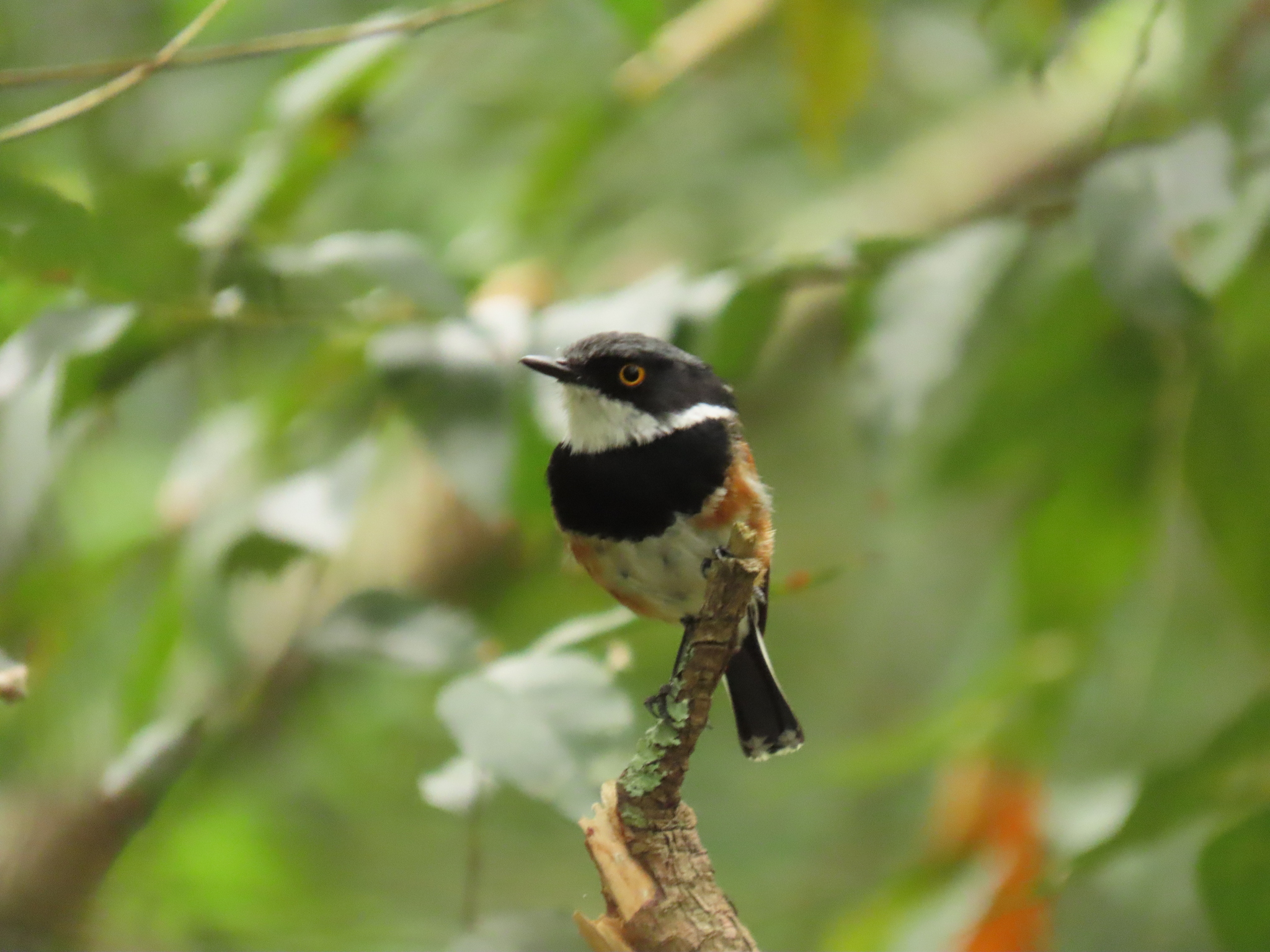 Cape Batis illustration