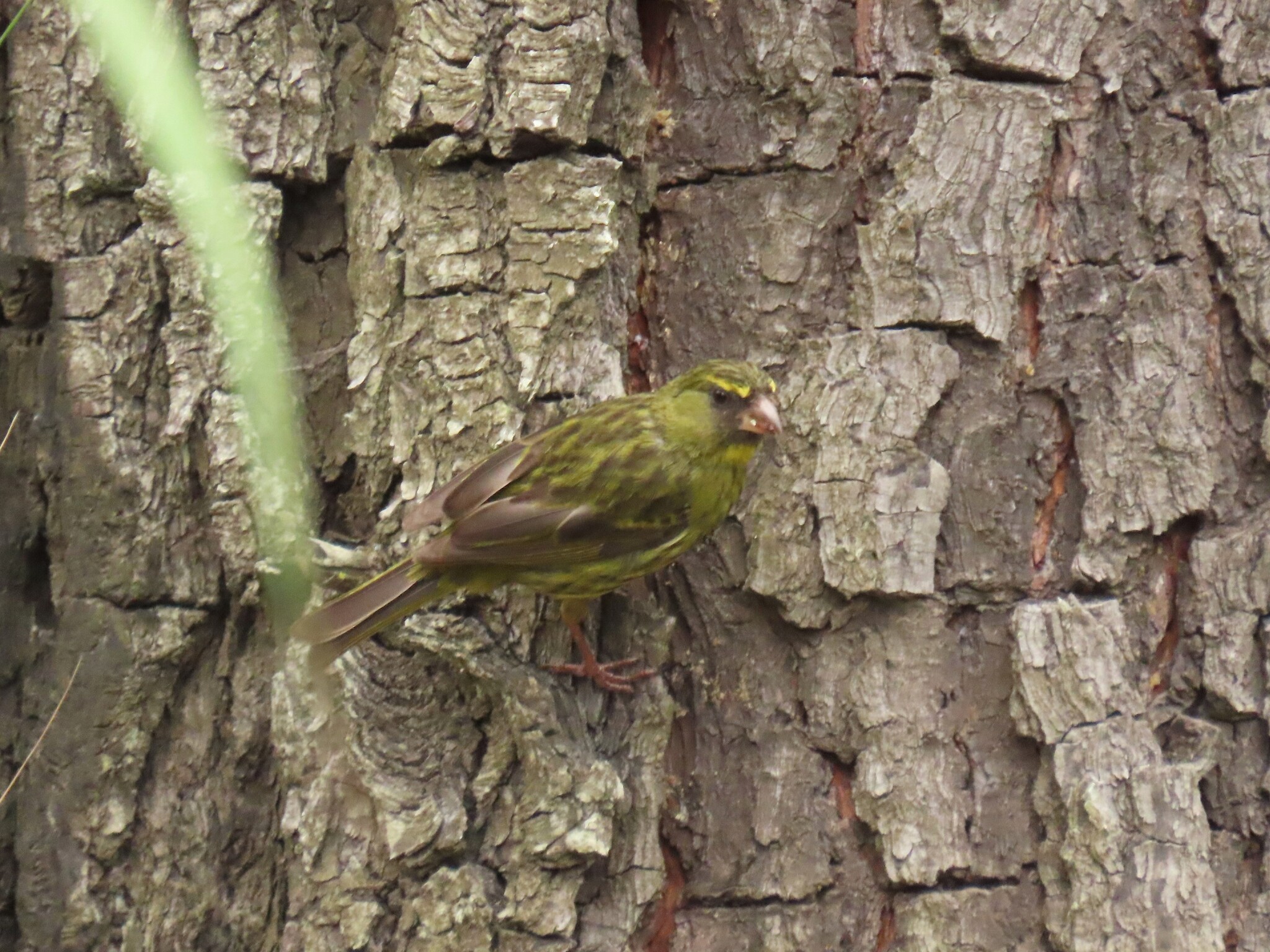 Forest Canary (Crithagra scotops)