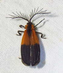 Caenia dimidiata