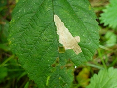 Coptotriche marginea