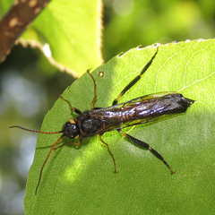 Urocerus flavicornis