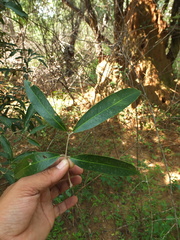 Lepisanthes tetraphylla