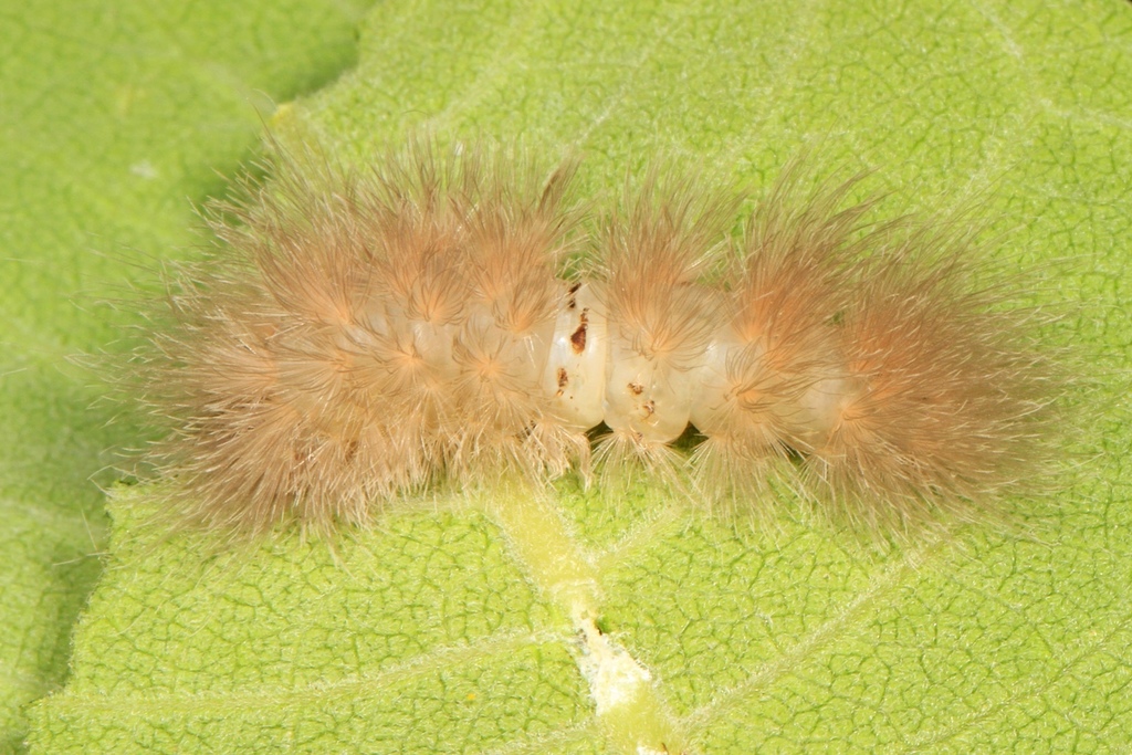 Delicate Cycnia Moth