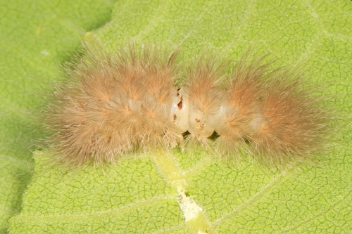 Delicate Cycnia Moth