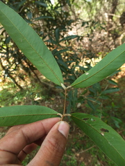 Lepisanthes tetraphylla