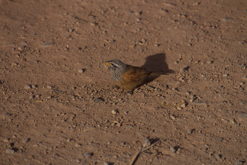 House Bunting
