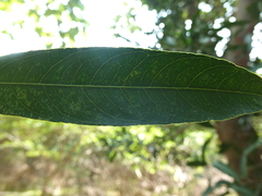 Lepisanthes tetraphylla