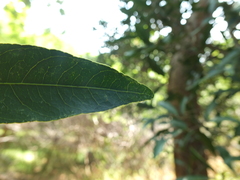 Lepisanthes tetraphylla