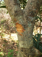 Lepisanthes tetraphylla