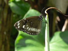 Euploea core haworthi