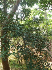Lepisanthes tetraphylla