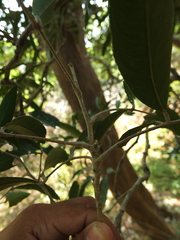 Lepisanthes tetraphylla