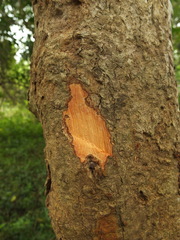 Lepisanthes tetraphylla