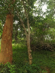 Lepisanthes tetraphylla