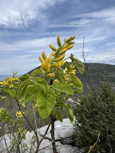 Albanian Broom (Petteria ramentacea)