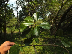 Manilkara hexandra
