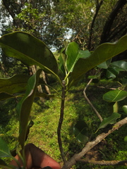Manilkara hexandra