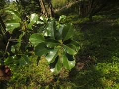 Manilkara hexandra