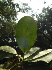 Manilkara hexandra