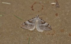 Aplocera praeformata