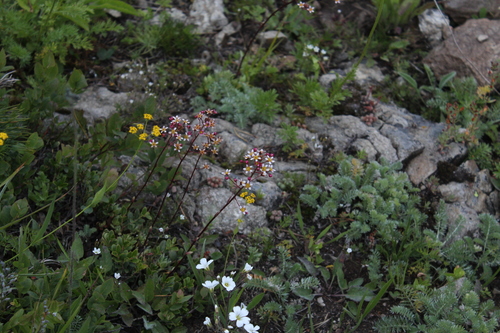 Image of Saxifraga kolenatiana by (c) Dmitriy Bochkov, some rights reserved (CC BY)