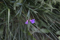 Lathyrus cyaneus