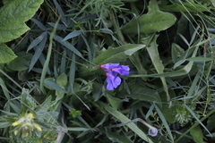 Lathyrus cyaneus