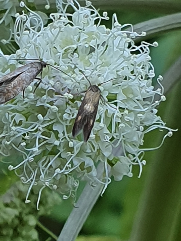 Yellow-spotted Lance-wing