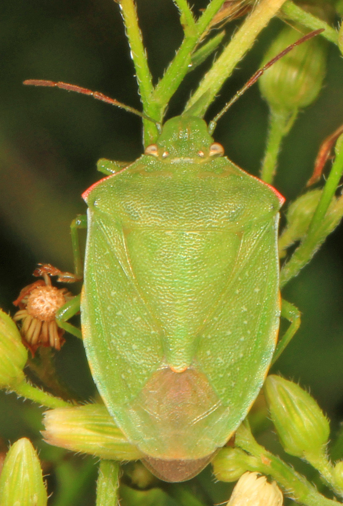 Red-shouldered Stink Bug