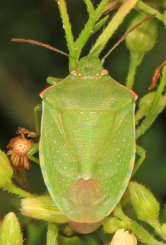Red-shouldered Stink Bug