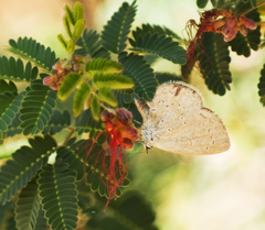 Celastrina echo cinerea
