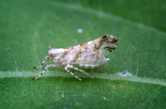 Liburniella ornata