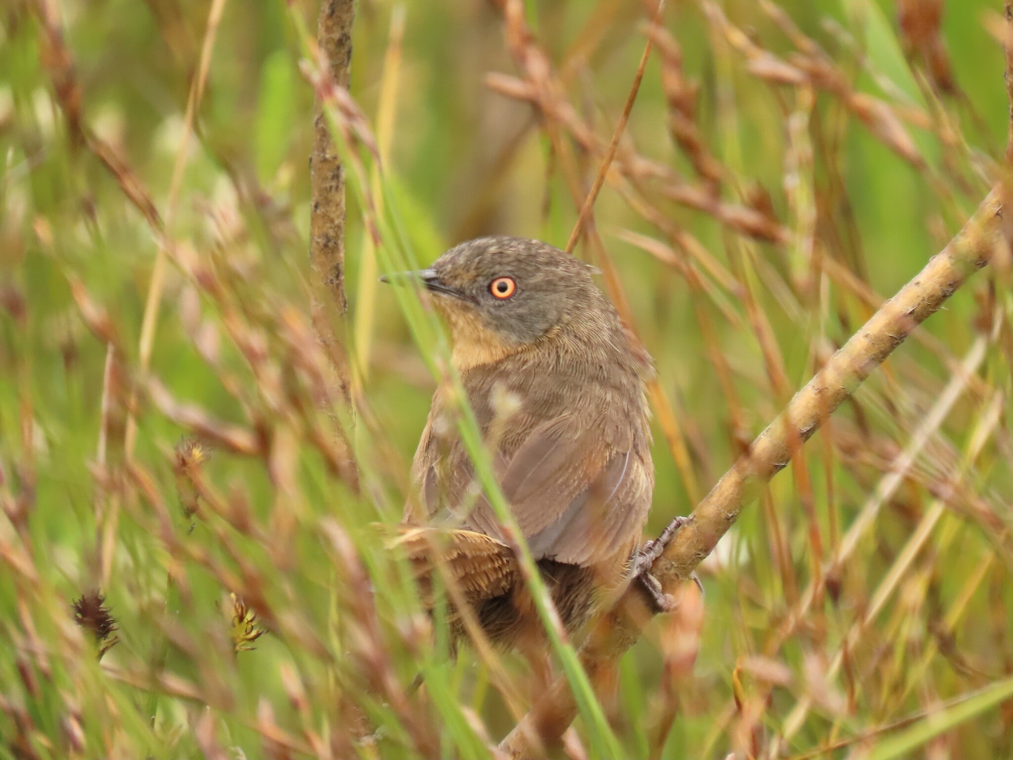 Victorin's Warbler (Cryptillas victorini), photo 3