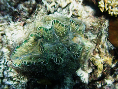 Hippopus hippopus