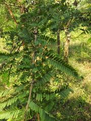 Phyllanthus polyphyllus