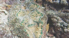 Hippopus hippopus