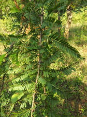 Phyllanthus polyphyllus