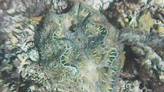 Hippopus hippopus