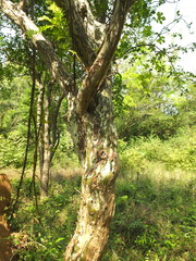 Phyllanthus polyphyllus