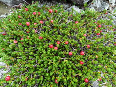 Empetrum eamesii