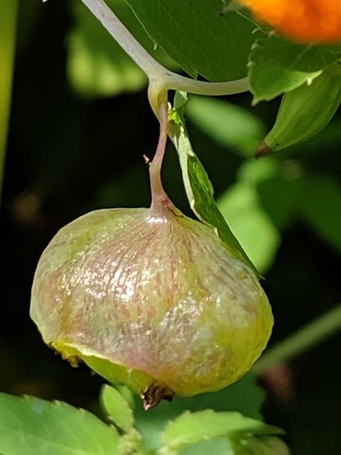 Jewelweed Gall Midge